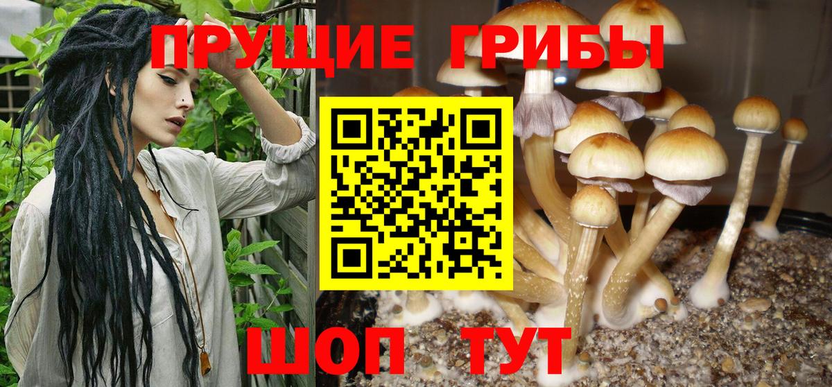 Псилоцибиновые грибы Cubensis  Галлюциногенные грибы MAGIC MUSHROOMS  Россошь  Вход с VPN 